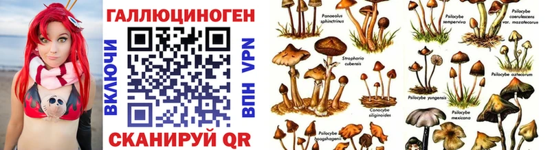 Псилоцибиновые грибы Cubensis  Купить где  Вилючинск 